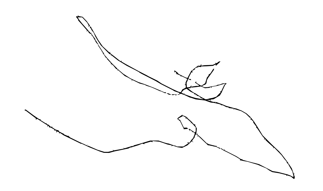 IMAGE NOT LOADED
